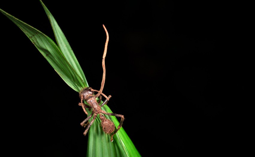 Maczużniki najczęściej atakują mrówki, zdarza się, że...