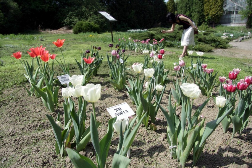 W ogrodzie botanicznym: Dumne tulipany i woń japońskiego ogrodu (ZDJĘCIA)