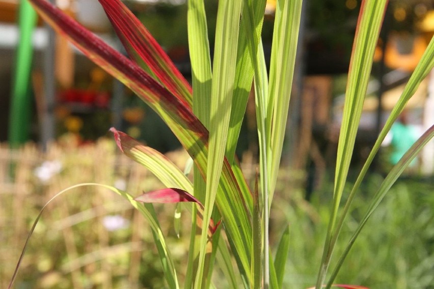 Imperata ‘Red Baron’ rośnie do wysokości 60 centymetrów. Ma...