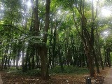Cztery nowe parki leśne w Łodzi. Łącznie zajmą aż 22 hektary. Gdzie powstaną?
