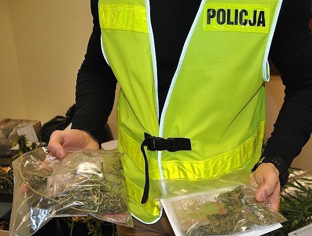  Nielegalna uprawa w Jarosławiu. Zabezpieczono ponad 9 kg marihuany