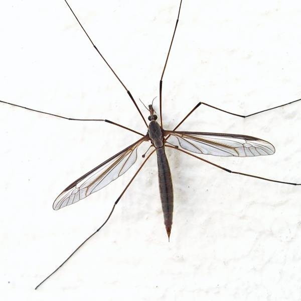 Dengę, ostrą wirusową chorobę zakaźną, przenoszą komary z gatunku Aedes aegypti.