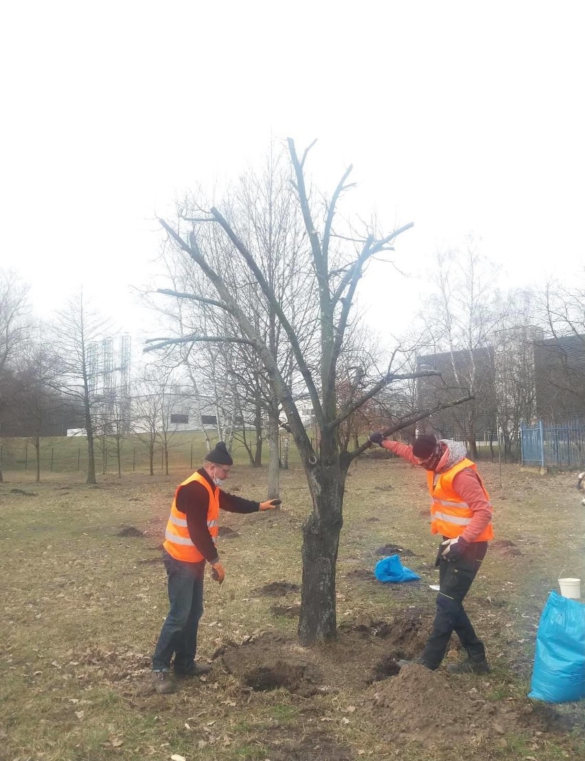 Kraków. Rusza przebudowa ul. Kostaneckiego w Prokocimiu. Lipy zostały przesadzone [ZDJĘCIA]