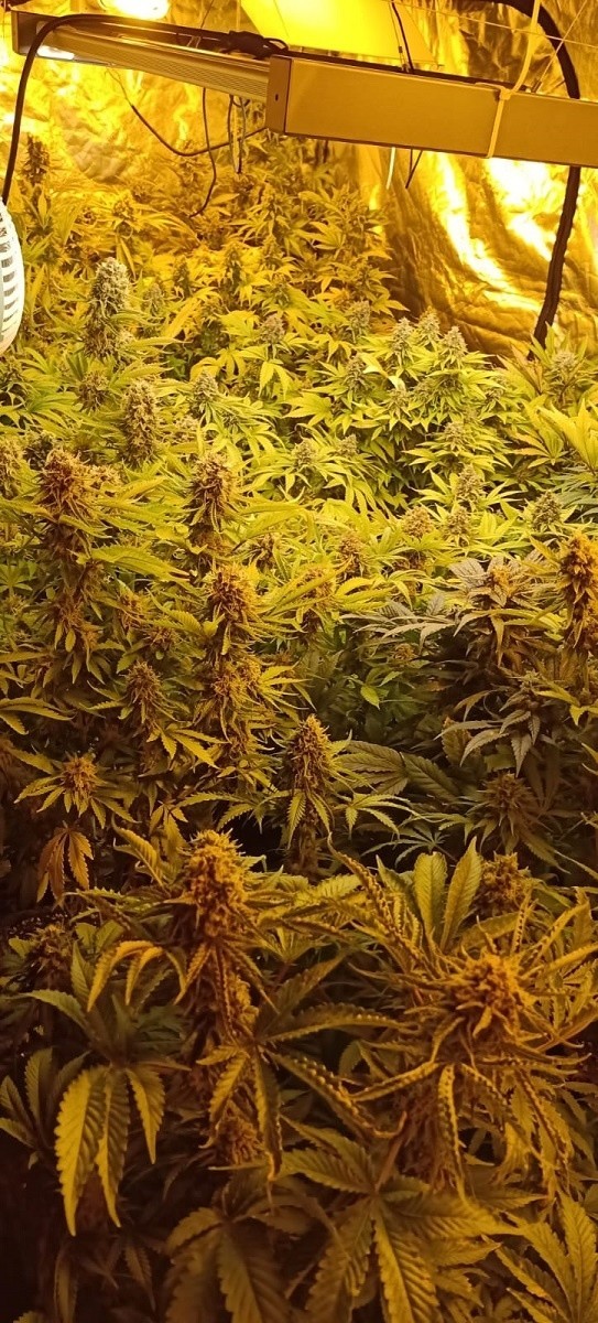 Gigantyczna plantacja marihuany na Górnej. Zabezpieczono 127 sadzonek konopi indyjskich ZDJĘCIA