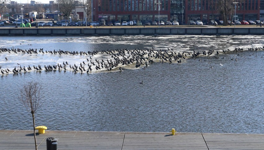 Kormorany wróciły do Szczecina. Wygrzewają się na Odrze [ZDJĘCIA]