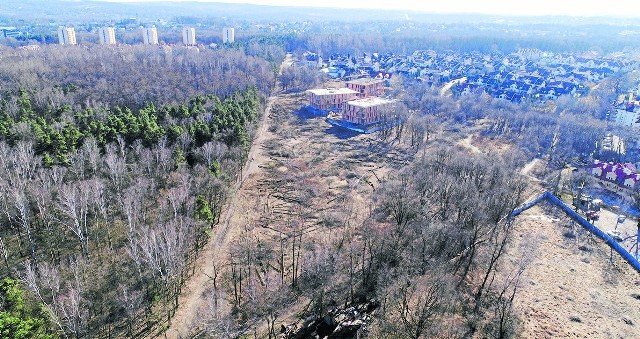 Część Lasu Borkowskiego została wycięta. Grupa krakowskich radnych zabiega o to, aby wykupić las i chronić drzewa