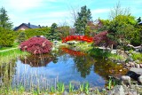 Ogrody japońskie w Pisarzowicach już wiosną zachwycają barwami. Cudowne miejsce wypoczynku i podziwiania roślin