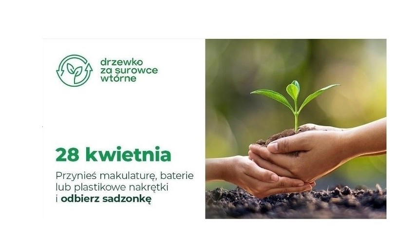 Akcja ekologiczna "Drzewko za surowce wtórne" w Starachowicach! Oddaj makulaturę, plastikowe nakrętki lub baterie i odbierz sadzonki