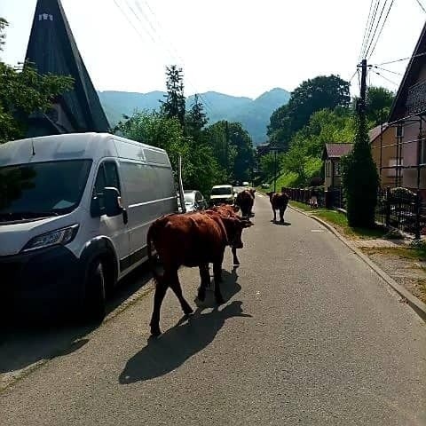 Krowy podczas przeprowadzania z gospodarstwa na pastwisko