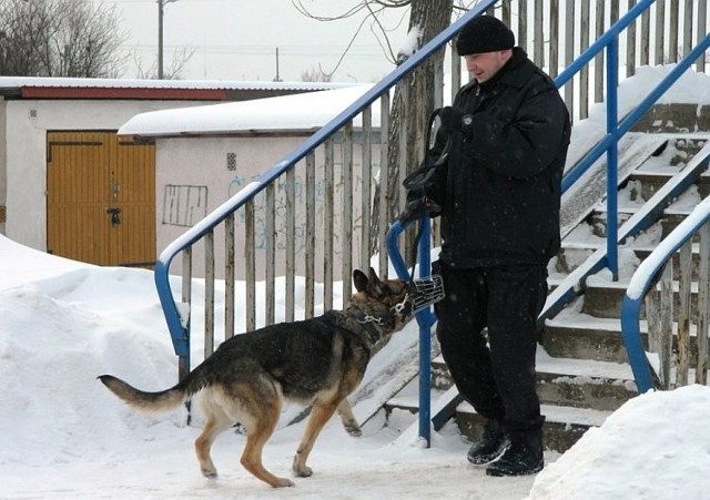 - Takie i podobne zajęcia z udziałem funkcjonariuszy-przewodników psów służbowych i ich podopiecznych są cyklicznie prowadzone również w innych miastach naszego województwa - kończy policjant.