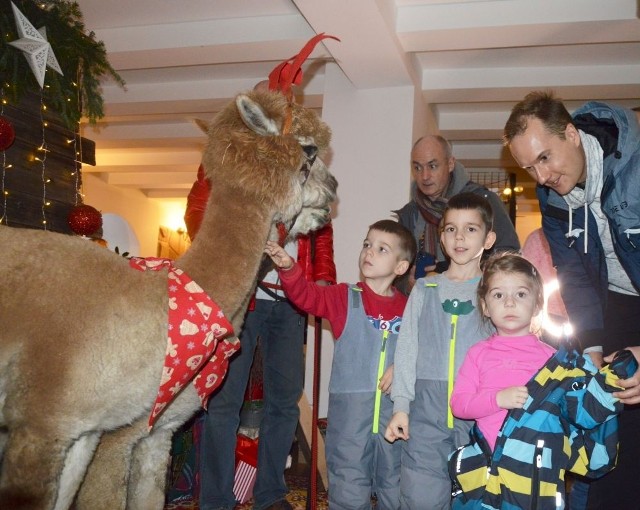 Sympatyczne alpaki zrobiły furorę podczas jarmarku bożonarodzeniowego w hotelu Stary Młyn w Suchedniowie.