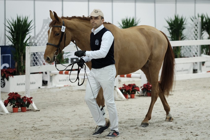 Cavaliada 2017 - zobacz najpiękniejsze konie ras szlachetnych [ZDJĘCIA]