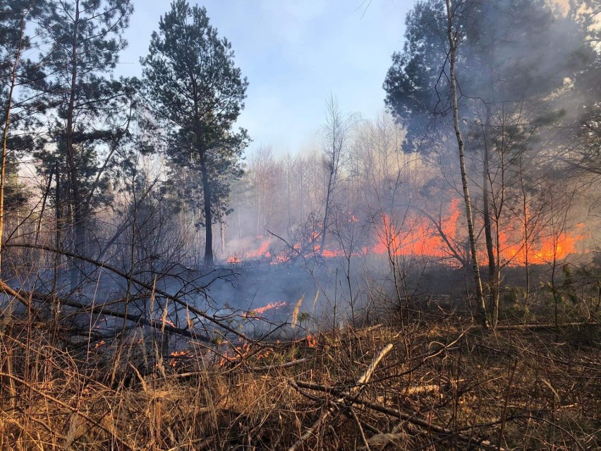 Strażacy gasili pożar lasu w Trzciance, na terenie gminy...