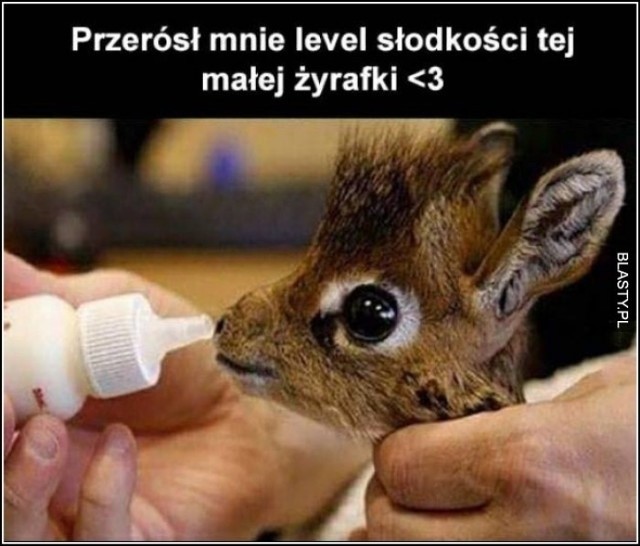 Oto najlepsze memy o zwierzętach!