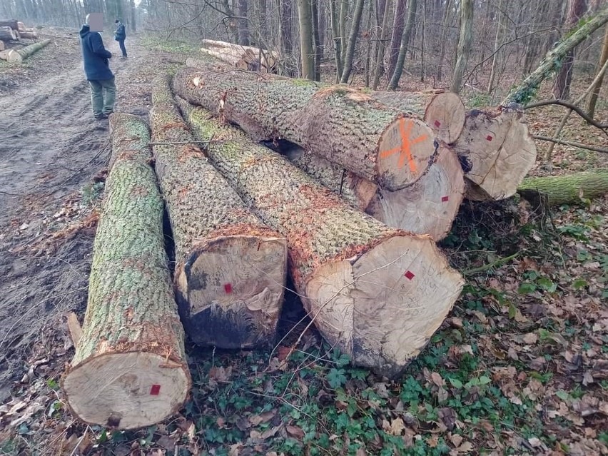 Wrocławianie z przerażeniem obserwują wycinkę lasu na północy miasta