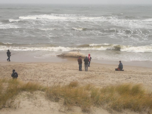 Waleń butlonosy na plaży niedaleko Łaz.