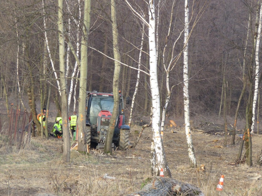 Andrychów. Wycinka drzew za boiskiem przy ulicy Dąbrowskiego