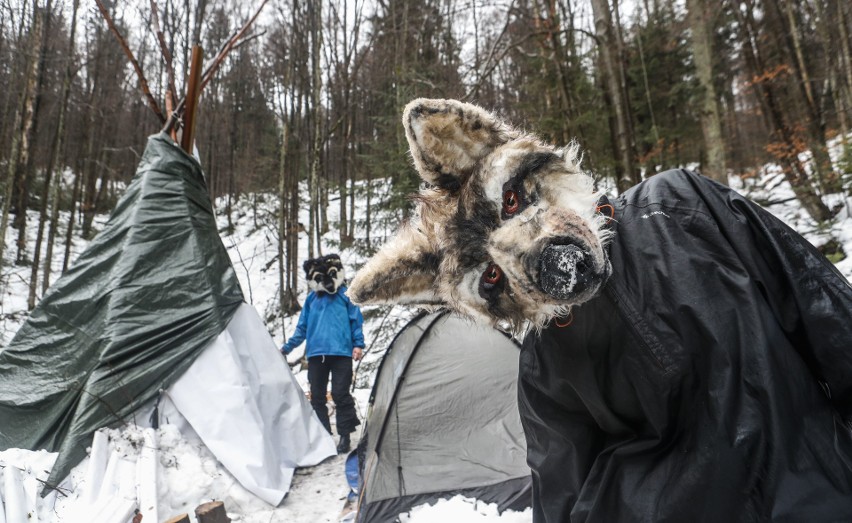 Wilczyce blokują wycinkę starodrzewia w Mucznem w...