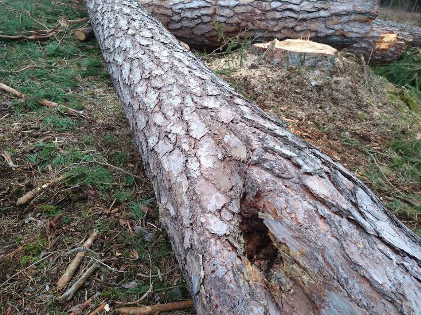 Supraśl. W Puszczy Knyszyńskiej leśnicy wycinają jedne z ostatnich starych borów sosnowych. Mieszkańcy i przyrodnicy są przeciw