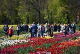 Dzień Pola i Roślin Ozdobnych w Lisewie Malborskim. Tłumy miłośników kwiatów oglądały ponad 600 odmian tulipanów i narcyzów 