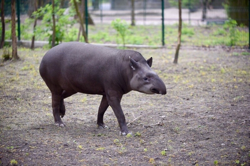 W łódzkim zoo Dzień Tapira! [zdjęcia]