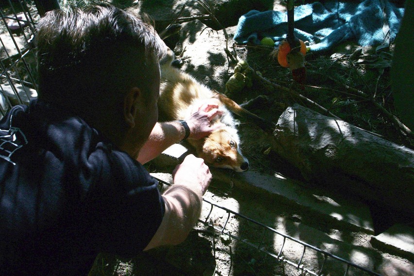 Lis w Ośrodku Rehabilitacji Dzikich Zwierząt w Raczkowej
