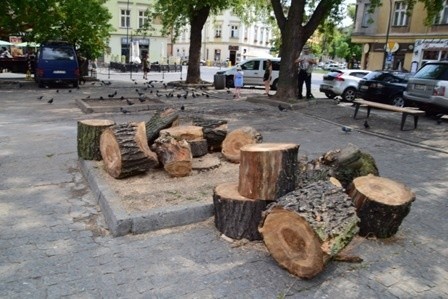 Kraków. Egzekucja drzew na placu Wolnica. Urzędnicy wyjaśniają: Musieliśmy to zrobić