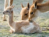 Zimowe narodziny w krakowskim zoo [ZDJĘCIA]