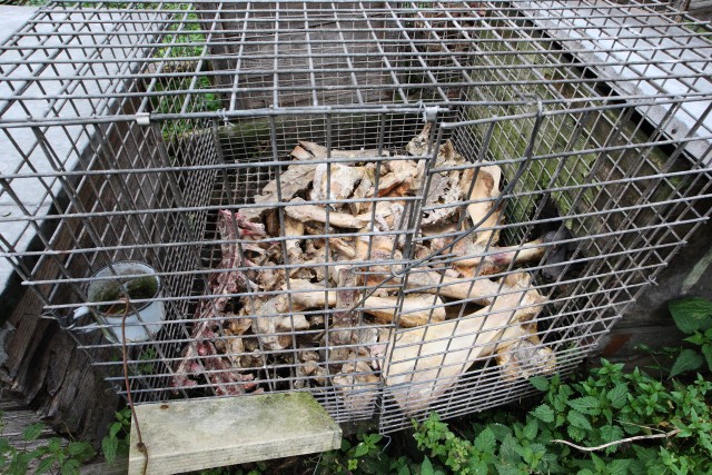 Blisko 300 kur, gęsi, lisów, psów, kotów i kóz przetrzymywanych jest w skandalicznych warunkach przy ul. Borowej. Ściśnięte w klatkach, siedzą na innych martwych zwierzętach, wśród kości, śmieci i błota.