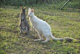 Kucyki brykają, kangury kicają... Nowe zwierzęta w parku w Radzyniu Chełmińskim [wideo]