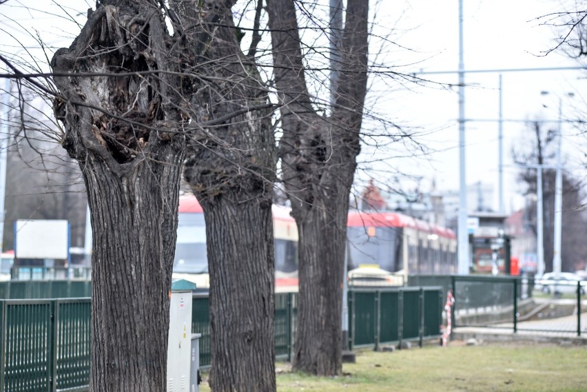 Wojewódzki konserwator zabytków interweniuje w sprawie Wielkiej Alei w Gdańsku 