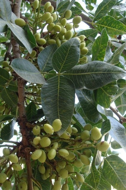 Pistacje to pestki owoców pistacji zwyczajnej. Łupina,...