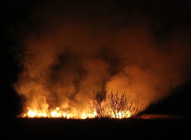 Pożar traw w okolicy ulicy Witosa w Kielcach.