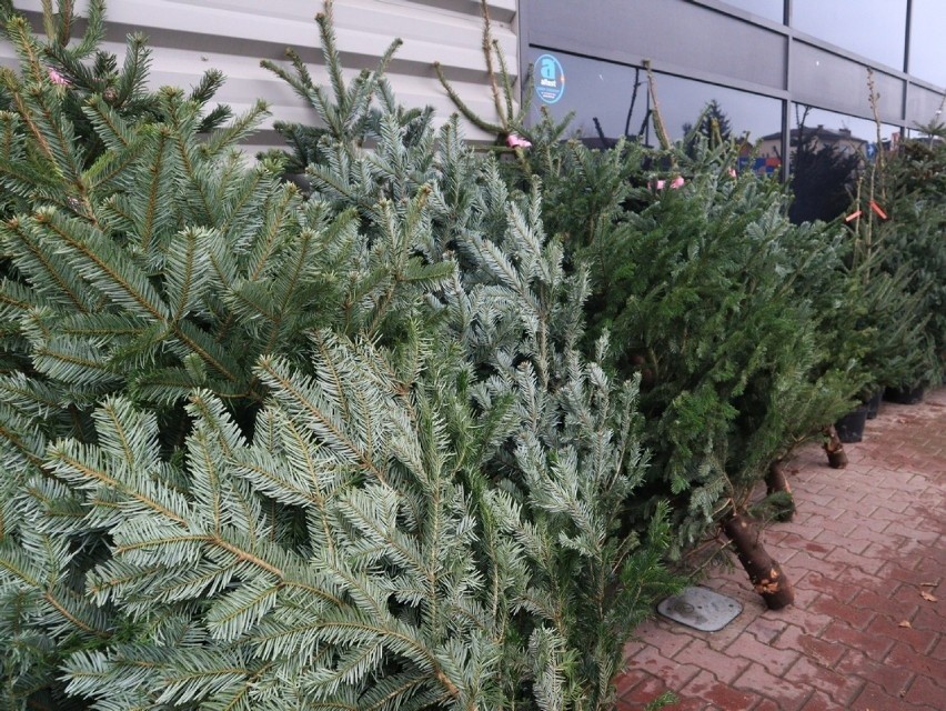 Ceny świątecznych drzewek kształtują się od 50 do 200 zł