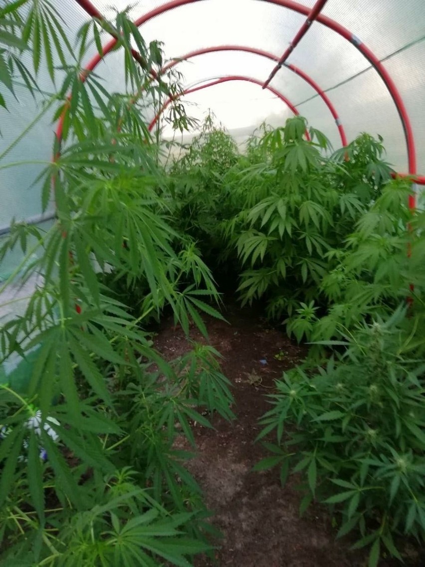 Pod foliowym tunelem rosło około 40 krzaków marihuany.
