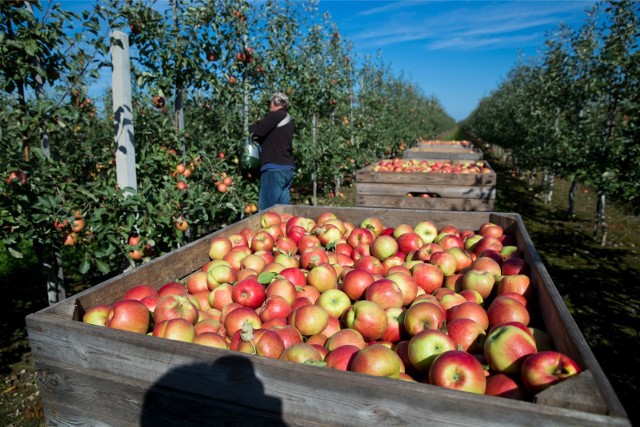 Za kilogram ładnych, dużych jabłek można otrzymać w sprzedaży hurtowej nawet 2 z