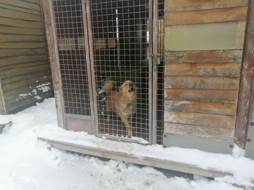 Psy w łódzkim schronisku zimę znoszą na świeżym powietrzu. Dostają ciepłą wodę do picia i kaloryczne jedzenie