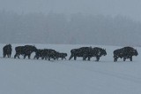 Puszcza Knyszyńska. Koniec z dokarmianiem żubrów. Zwierzęta wracają do lasu