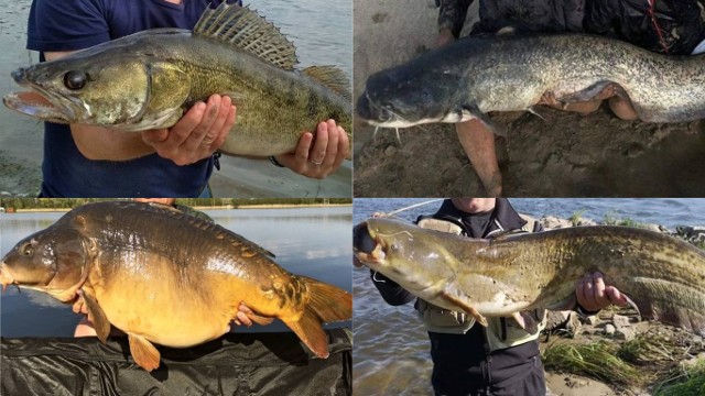 Poprosiliśmy naszych Czytelników o pochwalenie się rybami, jakie udało im się złowić. Zobaczcie zdjęcia,  które do nas nadesłano. Niektóre to prawdziwe kilkudziesięciocentymetrowe okazy! 