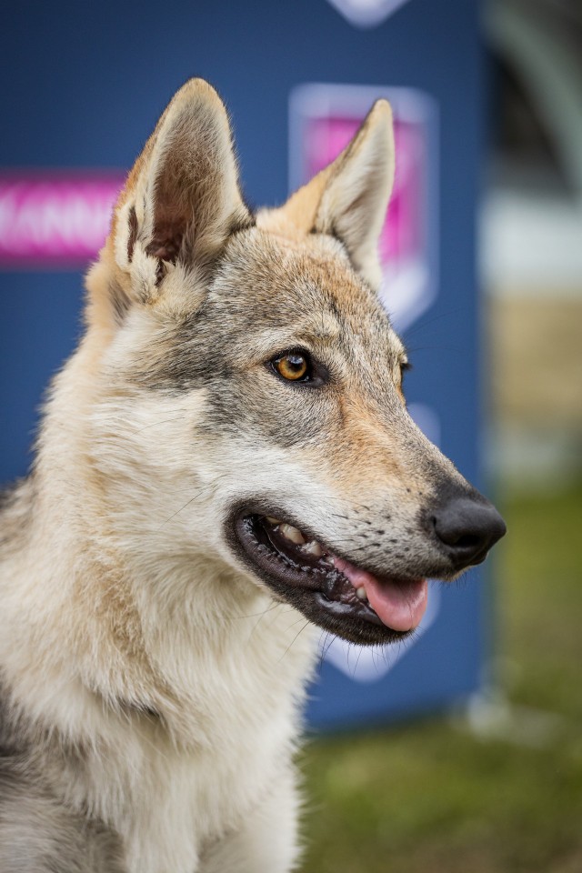 Na XXXIX Międzynarodową Wystawę Psów Rasowych zgłoszone zostały 2782 czworonogi. Dominowali wystawcy z Polski, ale obok nich pojawili się też m.in. wystawcy z Czech, Niemiec, Słowacji, Wielkiej  Brytanii, Danii, Finlandii, Francji, Holandii, Ukrainy czy Stanów Zjednoczonych.