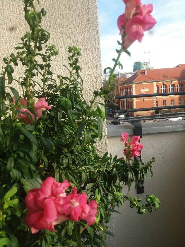 Zobaczcie, jak kwitną kwiaty na szczecińskich balkonach [ZDJĘCIA]