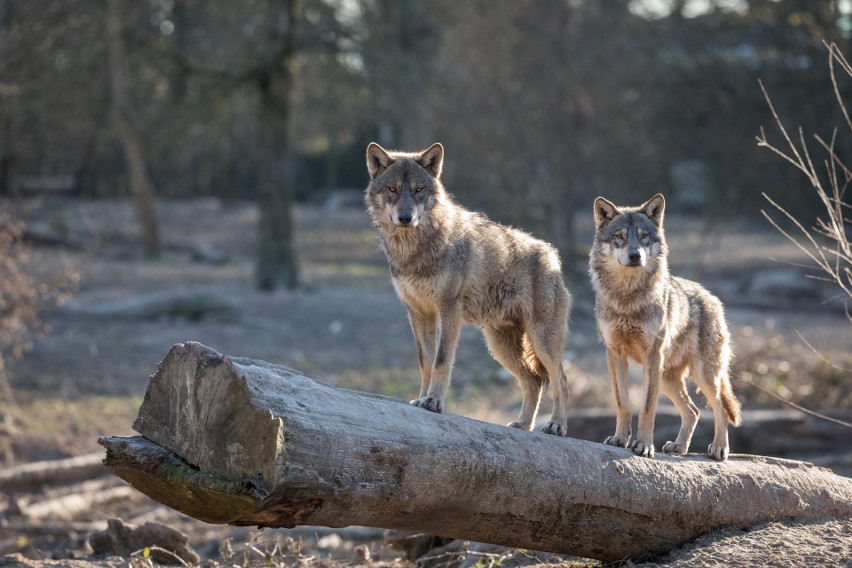 Populacja wilka w 2020 roku liczyła 3 530 osobników. W ciągu...