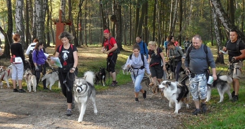 Dogtrekking jest coraz popularniejszy. Odbywa się w wielu...