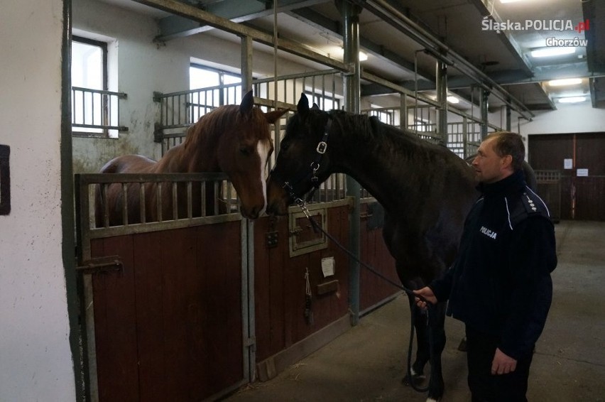 Gladius to nowy koń policji konnej w Chorzowie