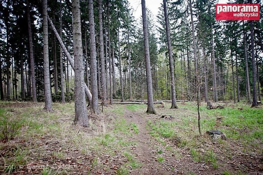 Kornik atakuje pod zamkiem Książ. Wytną 400 drzew