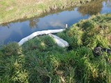 Zanieczyszczenia w pobliżu rzeki Jabłonka w Zambrowie. Wojewódzki Inspektorat Ochrony Środowiska w Białymstoku szuka sprawców