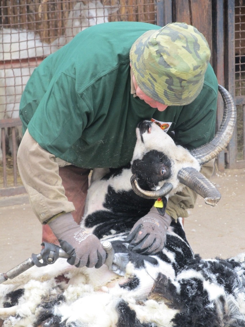 Owce z wrocławskiego zoo poszły do "fryzjera" (ZDJĘCIA)