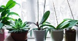 Te domowe rośliny wzmacniają odporność. Mogą pomóc nam szczególnie w styczniu