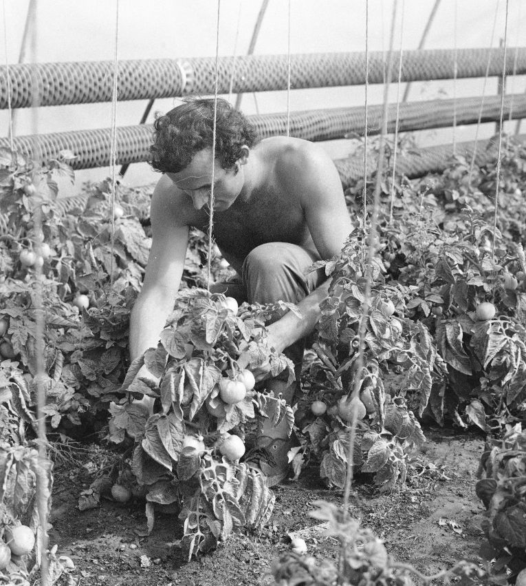 Mężczyzna podczas pracy przy pomidorach w szklarni