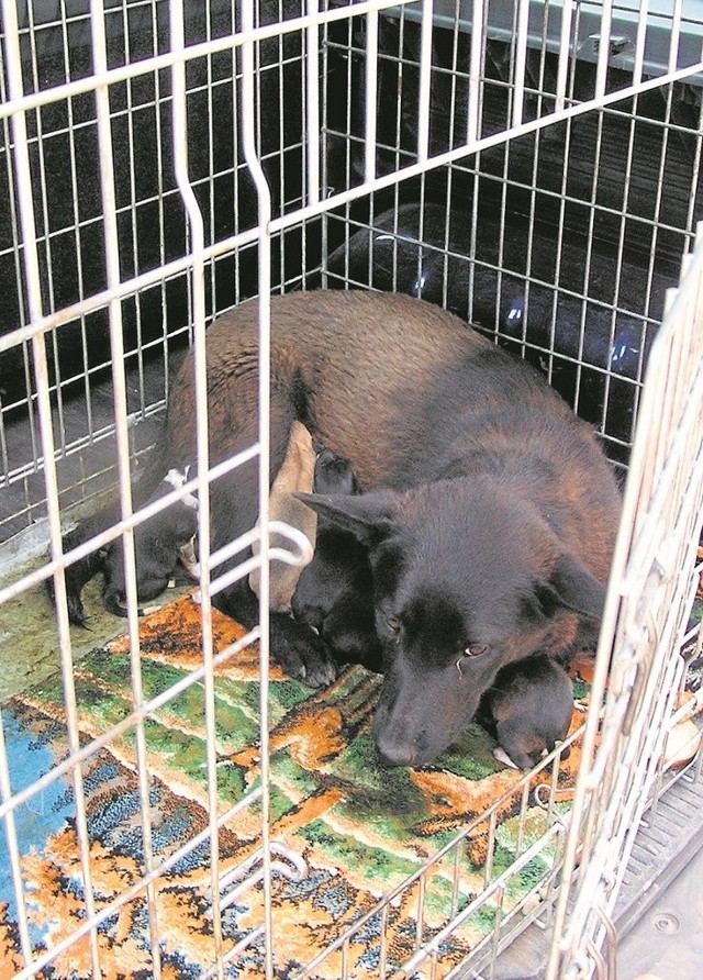 Stowarzyszenie Pomocni otoczy opieką przede wszystkim bezdomne psy. Na ich pomoc mogą też liczyć np. konie